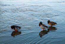 275 pigeons dive into a pond filled with red glue