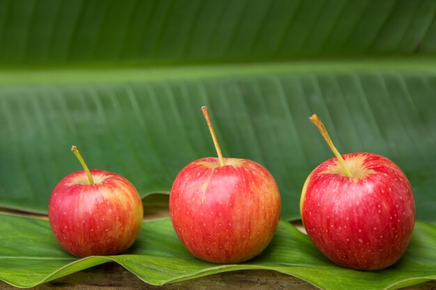 custard apple benefits
