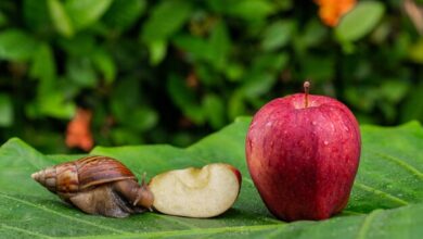 custard apple benefits