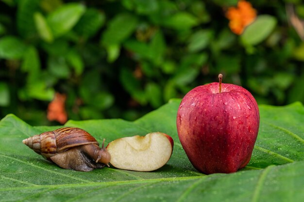 custard apple benefits